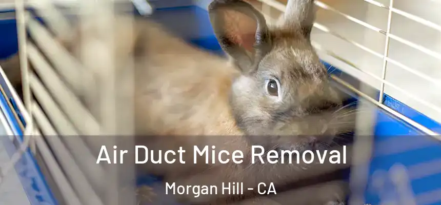  Air Duct Mice Removal Morgan Hill - CA