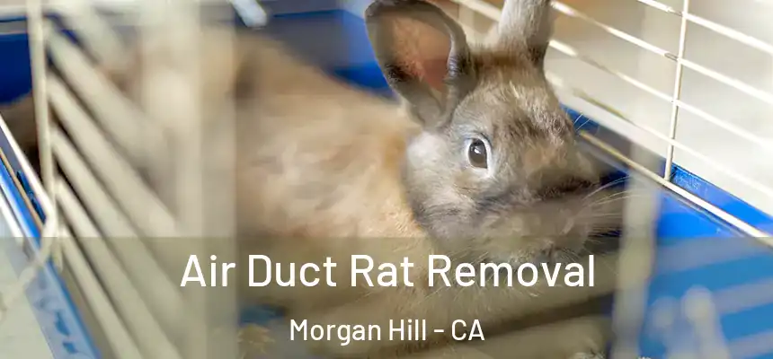  Air Duct Rat Removal Morgan Hill - CA