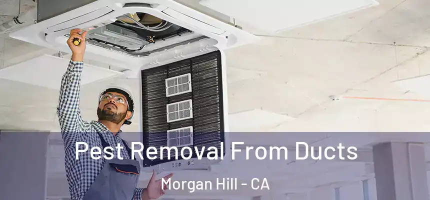 Pest Removal From Ducts Morgan Hill - CA